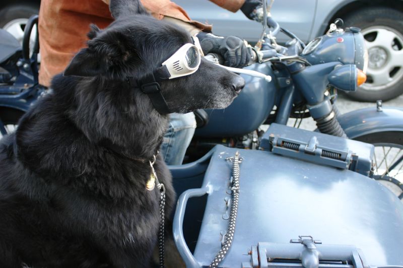 black dog seated in a motorcycle sidecar, wearing goggles