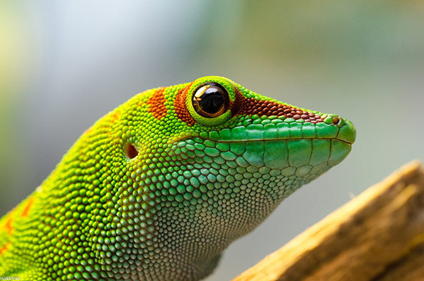 closeup of a green gecko's profile