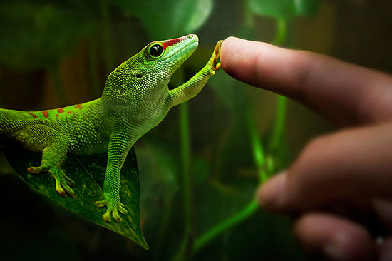 gecko reaching out to someone's finger