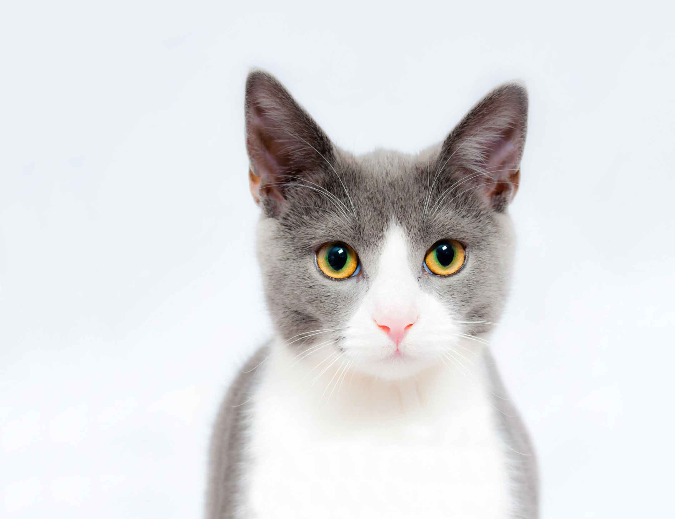 Professionally lit portrait of a gray and white cat with yellow eyes